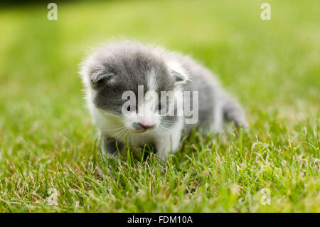 Grey and white Kitti on a grass Stock Photo