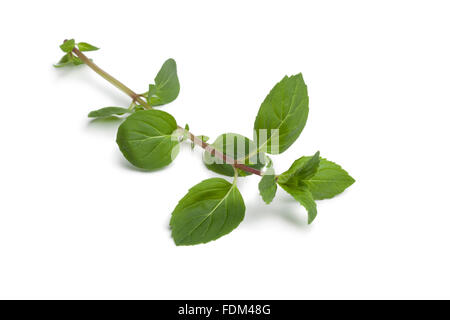 Twig of fresh ginger-mint plant on white background Stock Photo