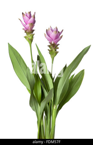 Pink Siam tulip on white background Stock Photo