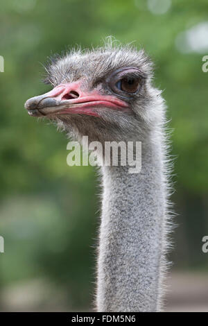 Ostrich head close up Stock Photo