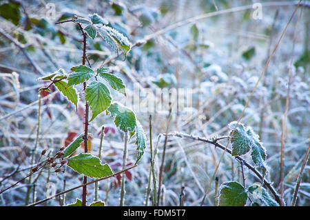 Hoar frost on a downland path in winter Stock Photo