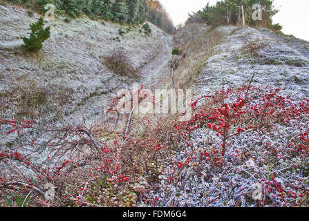Cotoneaster on Downland in winter Stock Photo