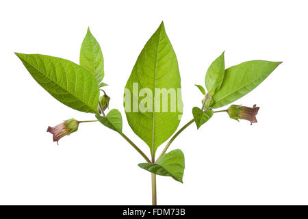 Fresh poisonous Belladonna plant on white background Stock Photo