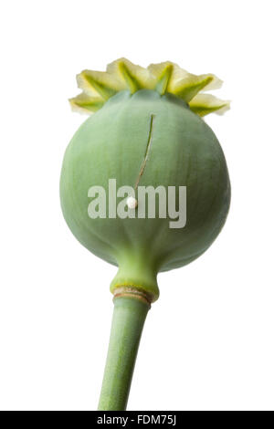 Opium poppy (Papaver somniferum Stock Photo - Alamy