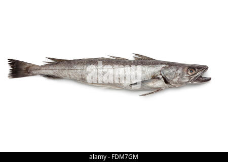 Single fresh Hake fish on white background Stock Photo