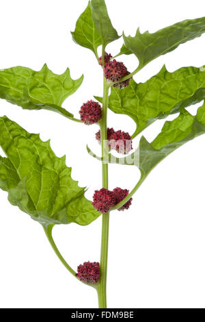 Fresh Strawberry Spinach on white background Stock Photo