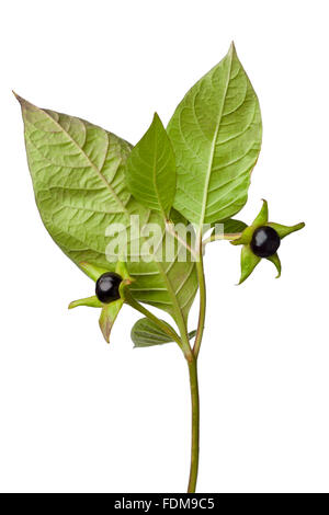 Poisonous Belladonna berries on white background Stock Photo