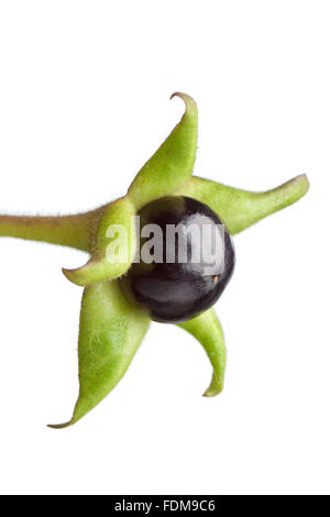 Poisonous Belladonna berry on white background Stock Photo