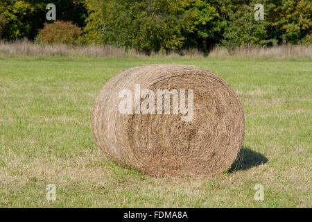 Hay bales in meadow in autumn as farmer prepares his stock feed for the coming winter Stock Photo