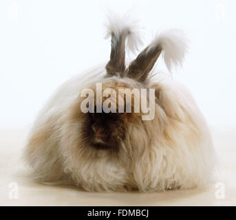 Angora Rabbit (Oryctolagus cuniculus), front view. Stock Photo