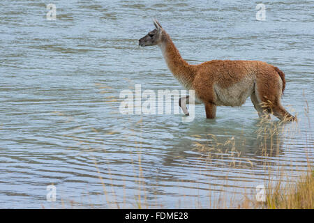 Guanaco (Lama guanicoe) crossing a river, Torres del Paine National Park, Chilean Patagonia, Chile Stock Photo