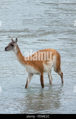 Guanaco (Lama guanicoe) crossing a river, Torres del Paine National Park, Chilean Patagonia, Chile Stock Photo