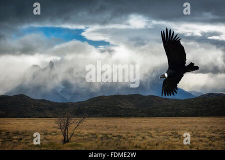 Flying Andean Condor, Torres del Paine National Park, Chilean Patagonia, Chile (Vultur gryphus) Stock Photo