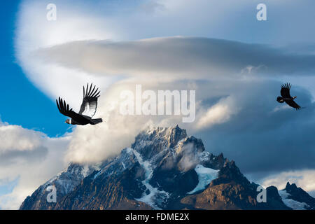 Andean Condors flying over mountains, Torres del Paine National Park, Chilean Patagonia, Chile (Vultur gryphus) Stock Photo