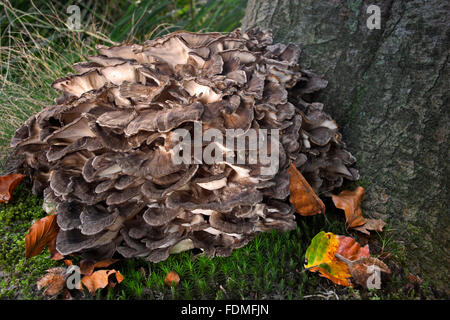 Hen-of-the-woods / ram's head / sheep's head (Grifola frondosa / Boletus frondosus) Stock Photo