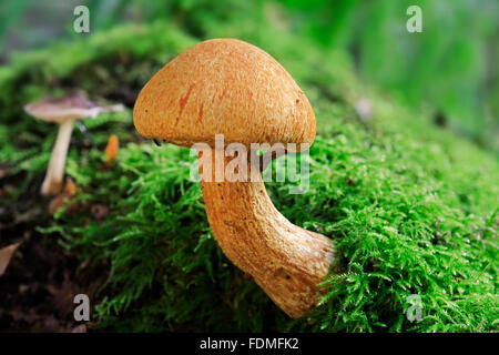 Laughing Gym / Laughing Cap / Laughing Jim / Spectacular Rustgill (Gymnopilus junonius / Agaricus aureus) Stock Photo