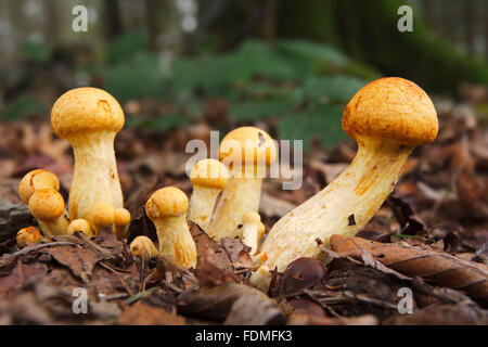 Golden scalycap mushrooms (Pholiota aurivella) Stock Photo