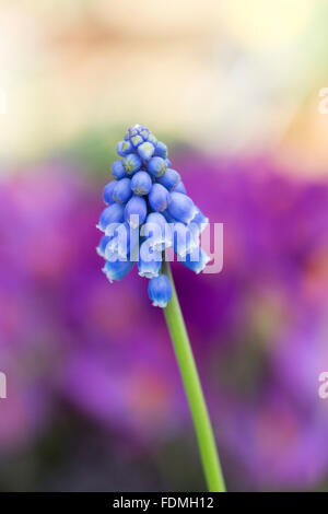Muscari armeniacum 'christmas pearl'. Armenian grape hyacinth 'Christmas Pearl' Stock Photo