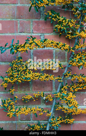 Pyracantha rogersiana. Asian firethorn shrub with yellow berries Stock Photo