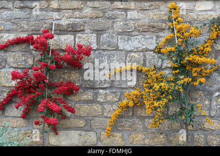 Pyracantha rogersiana. Asian firethorn shrubs with berries against a cotswold stone wall. Cotswolds, England Stock Photo