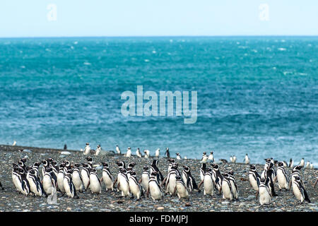 Bunch of Magellan penguins in the Natural Reserve Cabo Virgenes Stock Photo