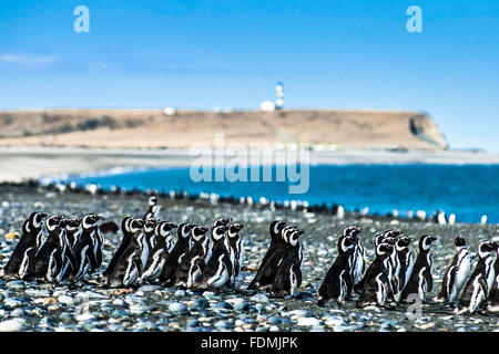 Bunch of Magellan penguins in the Natural Reserve Cabo Virgenes Stock Photo