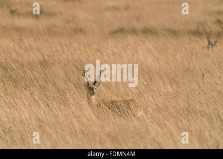 Pampas deer in the Serra da Canastra National Park Stock Photo