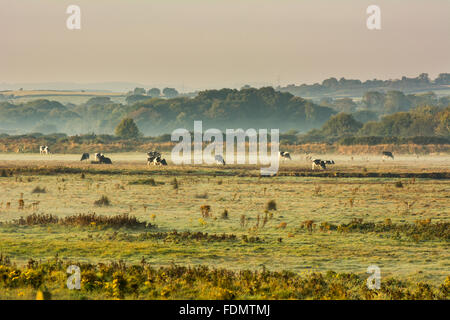 Cattle grazing on a misty green field in Ireland Stock Photo