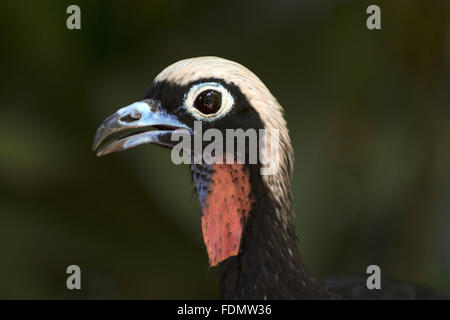 Jacutinga the Bird Park Stock Photo