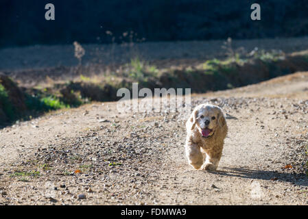 An American Cocker Spaniel runs on a dirt road. Stock Photo
