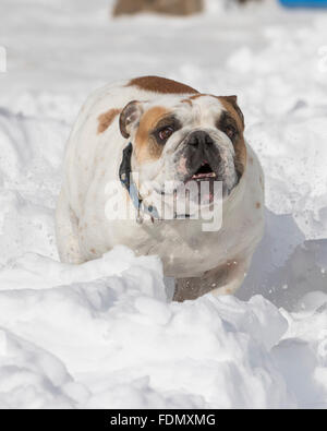 White Bulldog in the snow Stock Photo