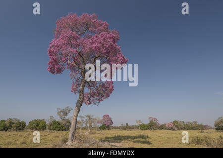 Ipe roxo hi-res stock photography and images - Alamy