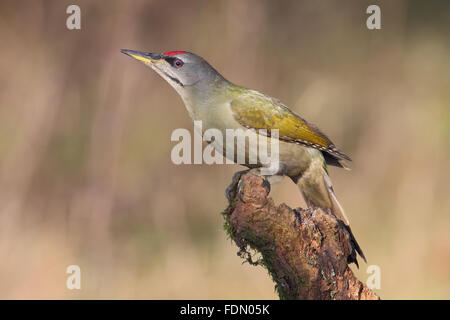 Grey-headed or grey-faced woodpecker (Picus canus), male perched on tree root, North Rhine-Westphalia, Germany Stock Photo