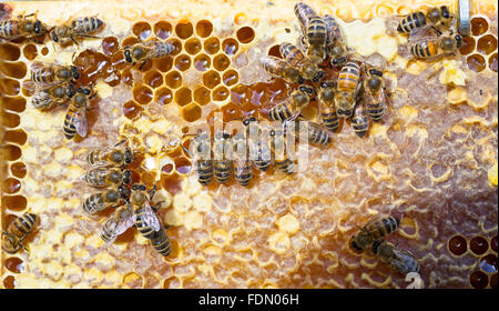 European honey bees (Apis mellifera) feeding, honey stomach Stock Photo