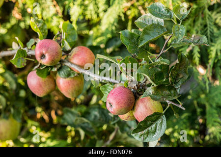 Ripe red apples on a tree Stock Photo