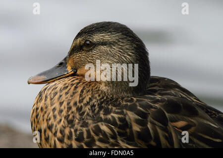 Mallard Duck (Anas platyrhynchos) in winters plumage Stock Photo