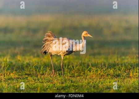 Eurasian or common crane (Grus grus), juvenile bird walking, meadow, Fischland-Darß-Zingst, Mecklenburg-Western Pomerania Stock Photo