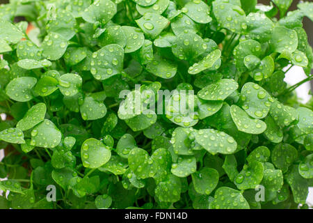 Indian lettuce, also spring beauty, winter purslane or miner's lettuce (Claytonia perfoliata), raindrops Stock Photo