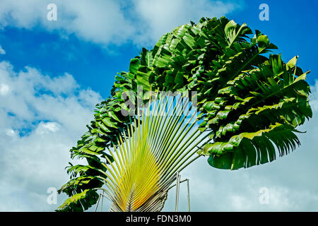 Travellers Palm (Ravenala madagascariensis) Grenada West Indies Stock Photo
