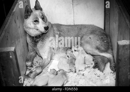 female husky dog giving birth and nourishing its family Stock Photo