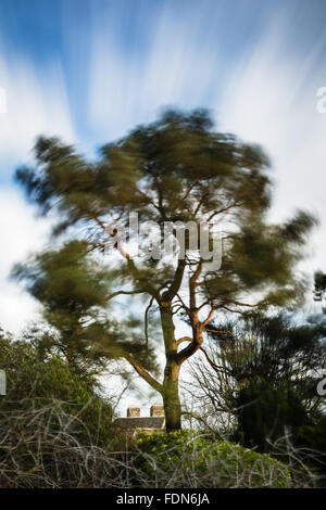 Sheffield, UK. 1st February, 2016. UK Weather: As Storm Henry's high winds hit the UK, a long exposure photograph captures the blurred, wind-blown branches of a Scots Pine tree in Sheffield, below low level clouds as they streak across the sky. South Yorkshire, England, UK. Credit:  Graham Dunn/Alamy Live News Stock Photo