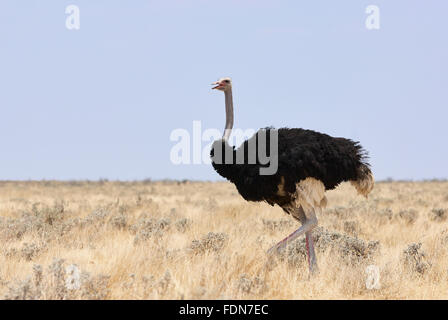 Beautiful male ostrich walking in boundless African savannah Stock Photo