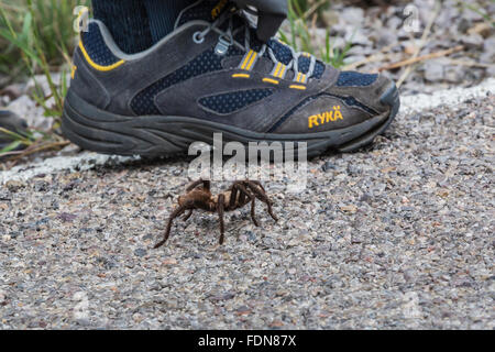 Male tarantula, Aphonopelma sp. in Chihuahuan Desert in Organ Mountains–Desert Peaks National Monument, New Mexico, USA Stock Photo