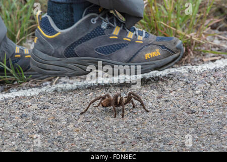 Male tarantula, Aphonopelma sp. in Chihuahuan Desert in Organ Mountains–Desert Peaks National Monument, New Mexico, USA Stock Photo