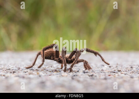 Male tarantula, Aphonopelma sp. in Chihuahuan Desert in Organ Mountains–Desert Peaks National Monument, New Mexico, USA Stock Photo