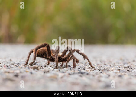 Male tarantula, Aphonopelma sp. in Chihuahuan Desert in Organ Mountains–Desert Peaks National Monument, New Mexico, USA Stock Photo