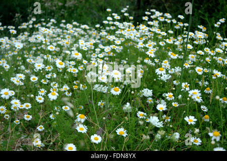 Dalmatian Chrysanthemum, Tanacetum, Tanacetum cinerariifolium Stock ...