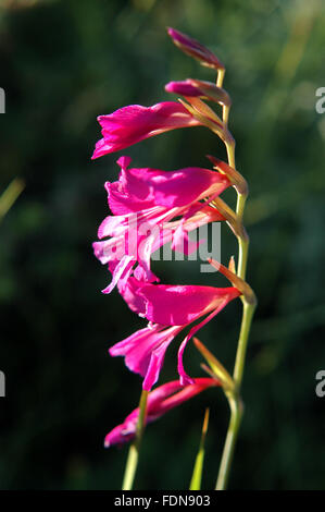 Gladiolus - Flowers and Plants - Biokovo Nature Park - Dalmatia, Croatia Stock Photo