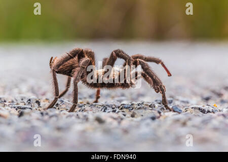 Male tarantula, Aphonopelma sp. in Chihuahuan Desert in Organ Mountains–Desert Peaks National Monument, New Mexico, USA Stock Photo