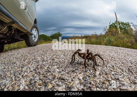 Male tarantula, Aphonopelma sp. in Chihuahuan Desert in Organ Mountains–Desert Peaks National Monument, New Mexico, USA Stock Photo